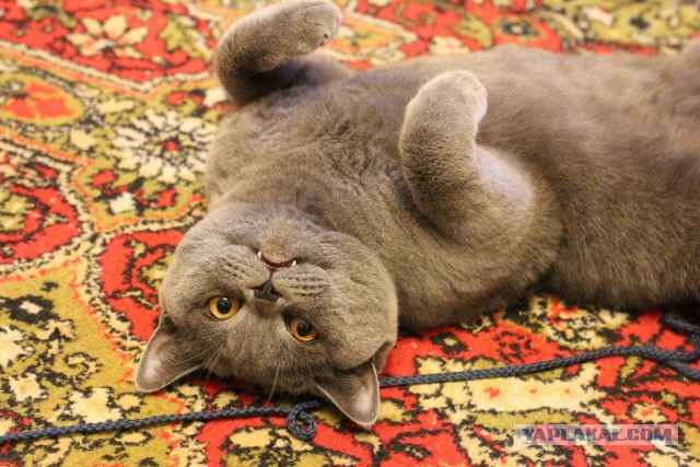 Котовторник 27.5.2014