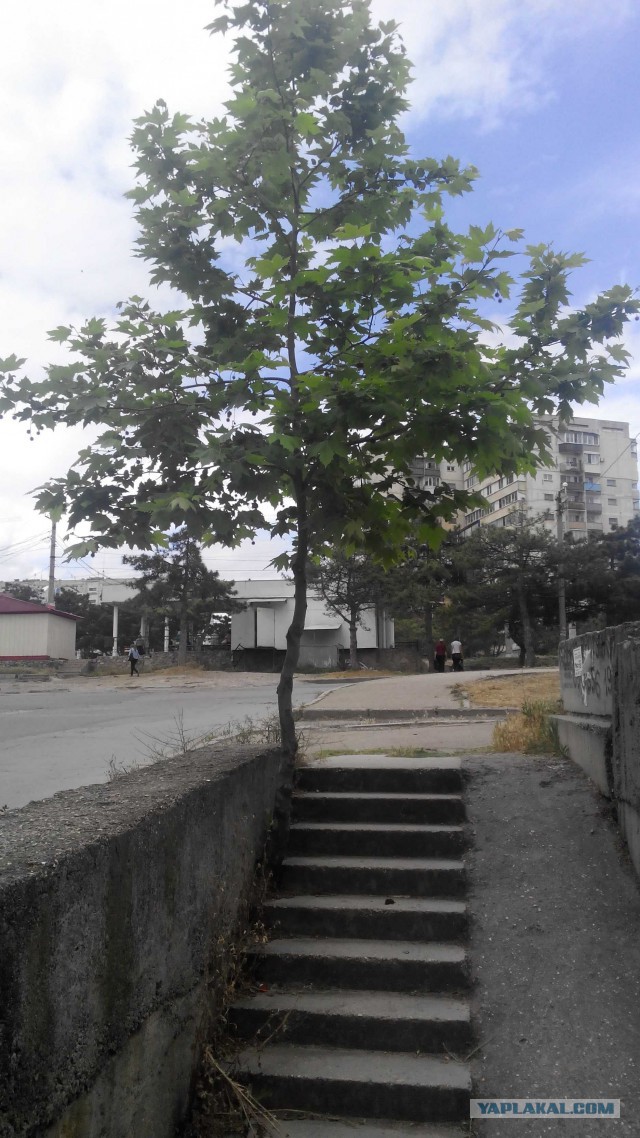 в Севастополе деревья настолько суровы