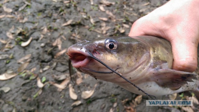 Рыбалка и наглый гость