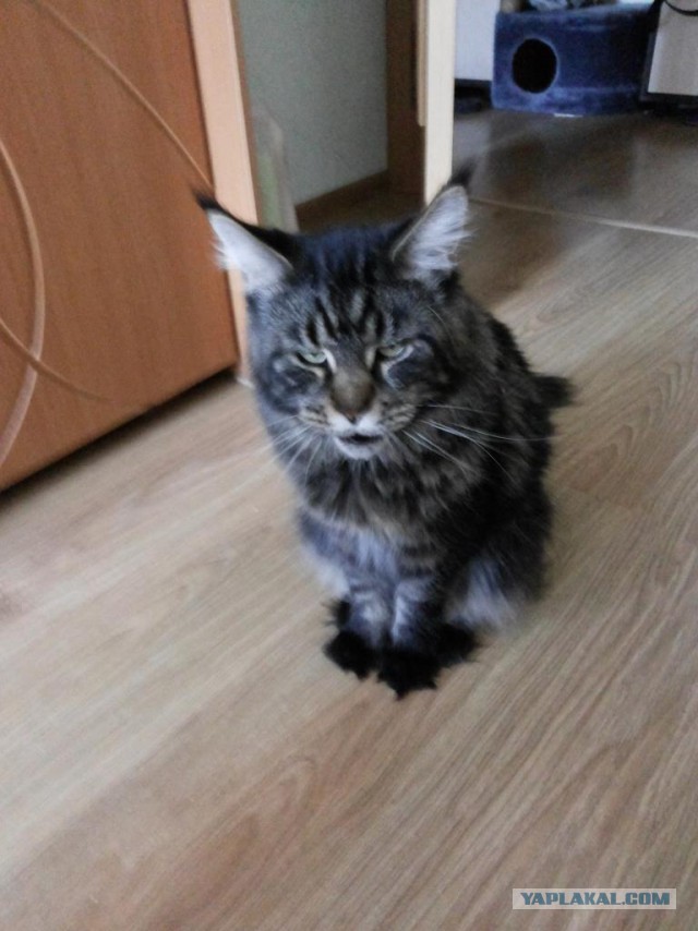 Котовторник 17.06.2014