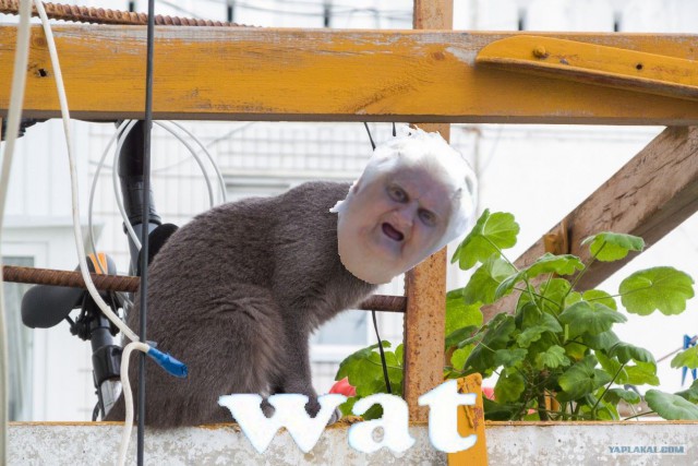 Кот в шоке!