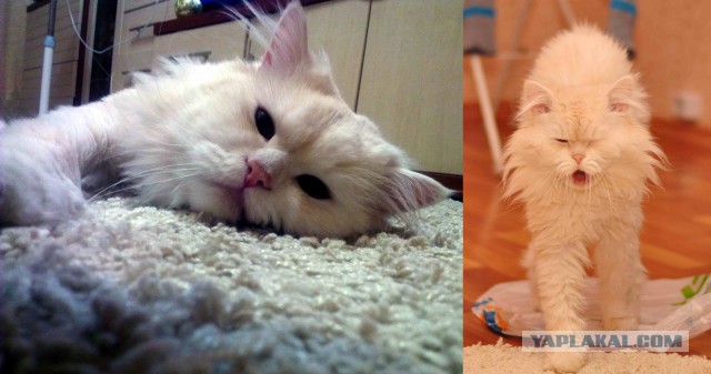 Нашел себе кота на свою голову