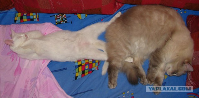 Котовторник 05.08.2014