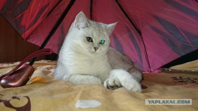 Вот такая кошечка..