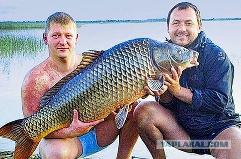 В Украине поймали 30-килограмового карпа