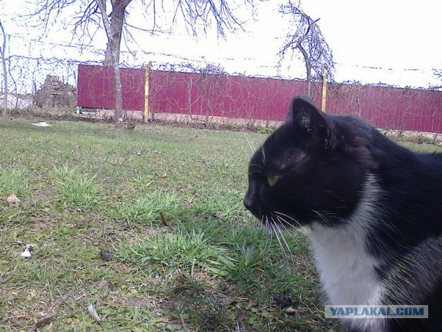 Котовторник 2.12.14