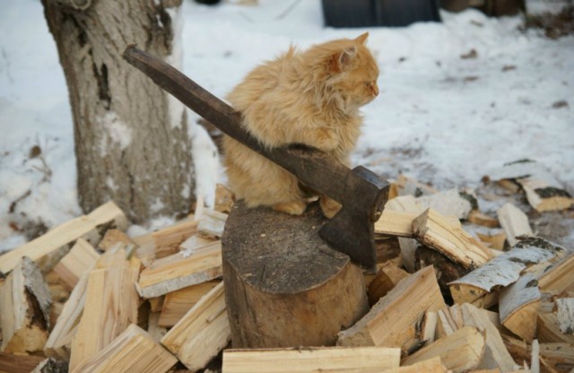 Злые киски