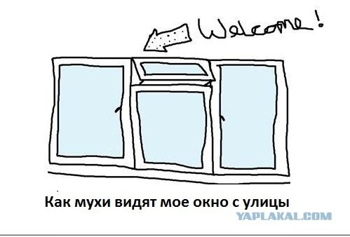 Мухи и окна