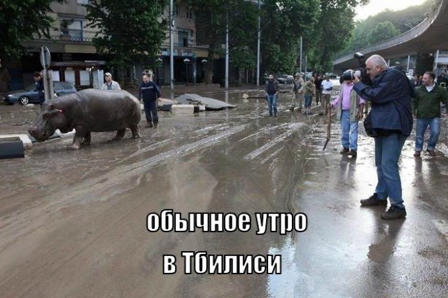 Звери в городе. Наводнение в Тбилиси