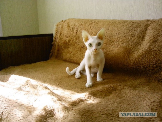 Котовторник