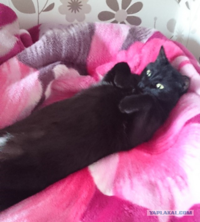 Котовторник наступил!:)