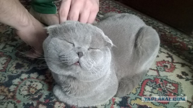 Котовторник 13.10.2015