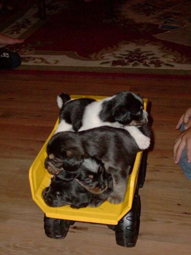 Собакочетверг же, ау!