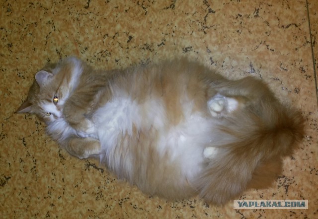Когда твой кот уснул как...