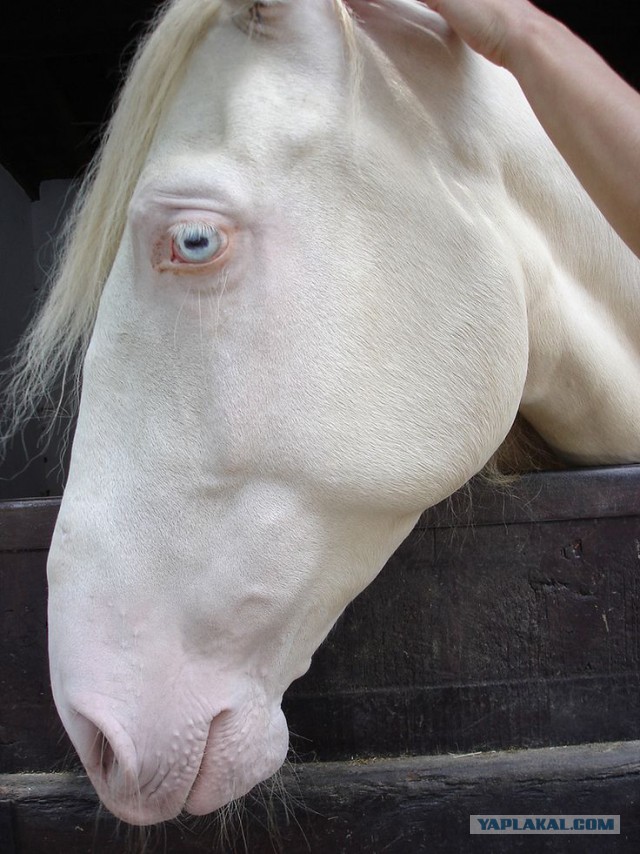 Кто-то неправильно их раскрасил