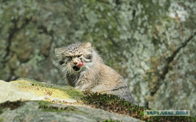 Интересные и веселые картинки