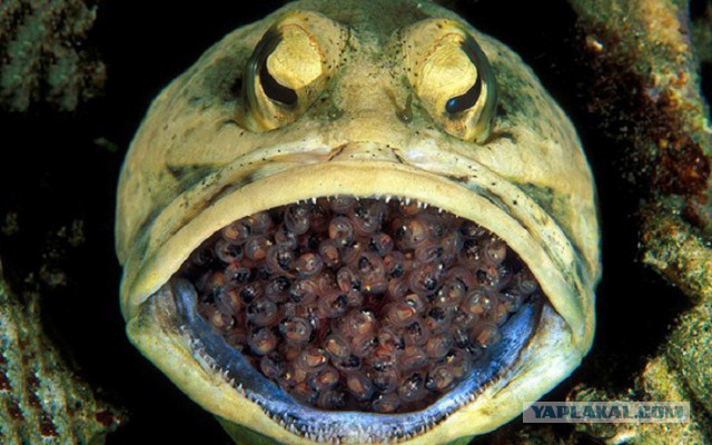 Скоро во всех гнёздах страны!... и не только