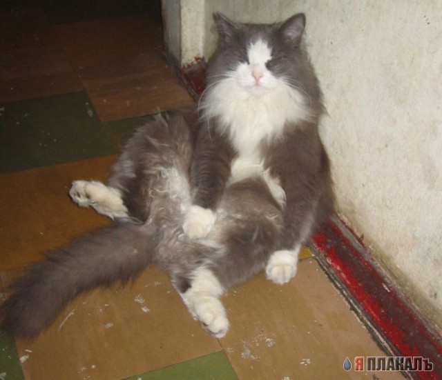 Котовторник!
