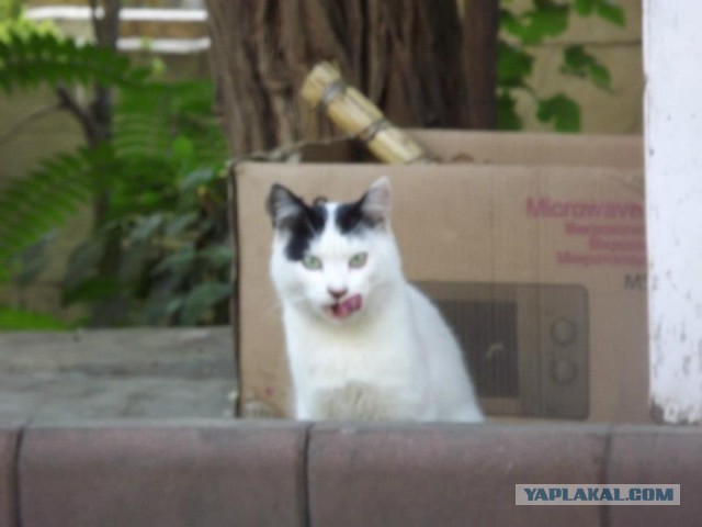 Котовторник 22.11.2016