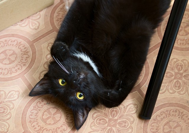 Коты из сети