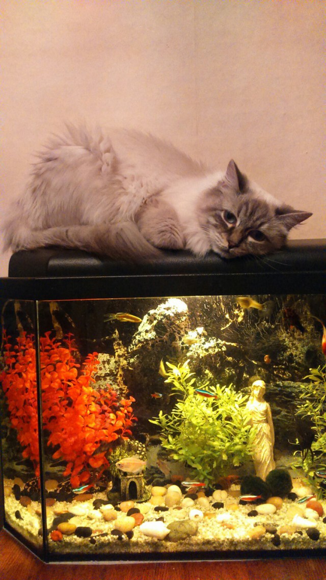 Коты из сети