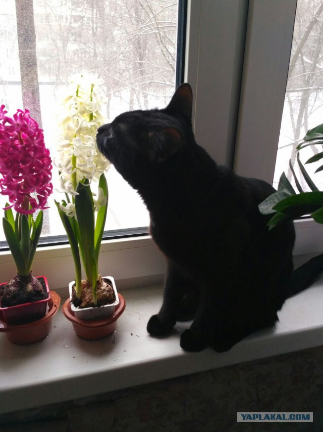 Котовторник 07.03.2017