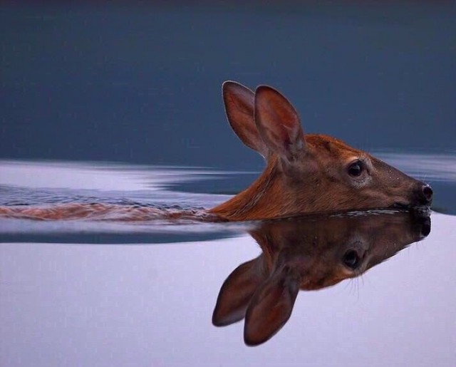 Живность из сети