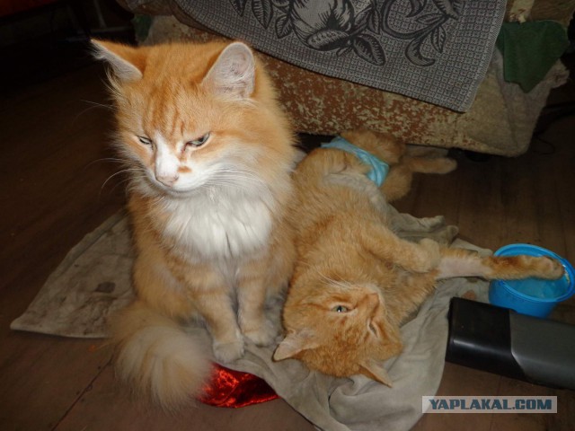 Котовторник 13.06.2017