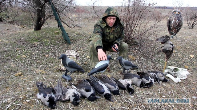 Они всё-таки прислали сову.