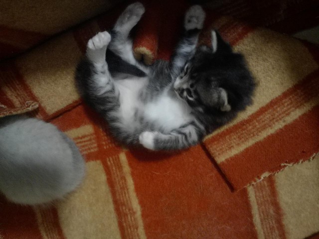 Коты и Кошки