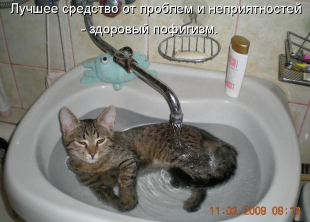 Коты в очередной раз доказали, что они на самом деле жидкость