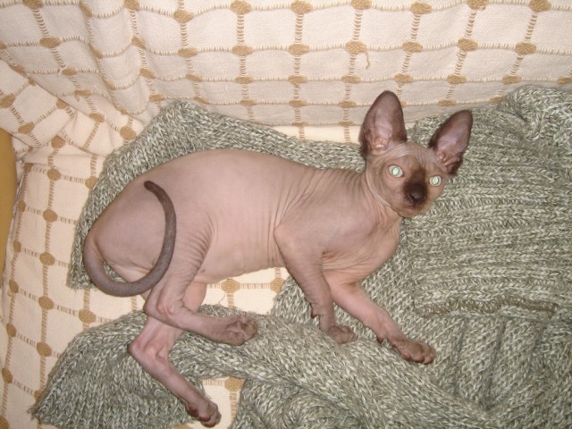 Котовторник (24. 01. 2012 )