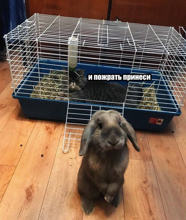 Живность из сети