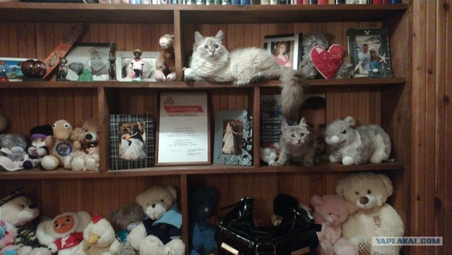 Новогодний Котовторник 01.01.2013