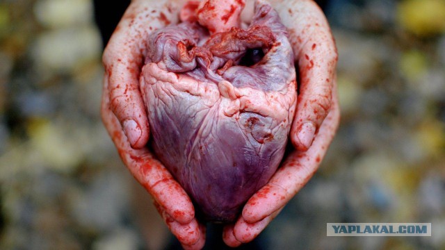 Депардье станцевал лезгинку на встрече с Кадыровым