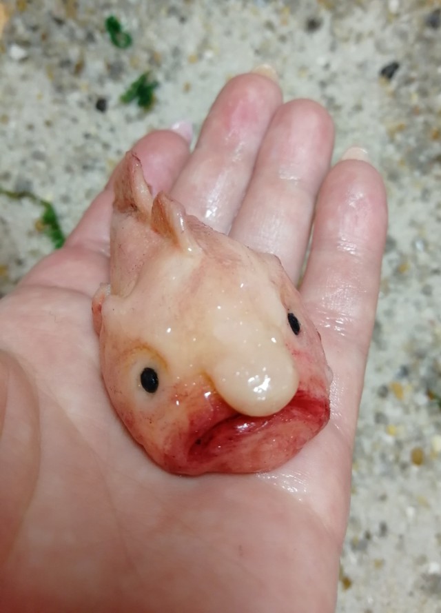 Краса морей