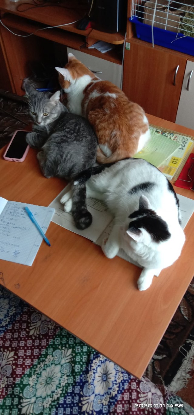 Подборка забавной живности