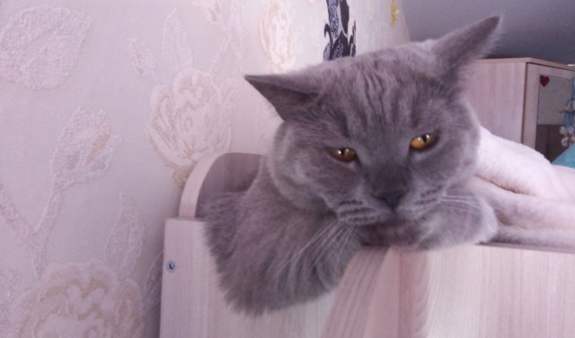 Последние котики февраля.