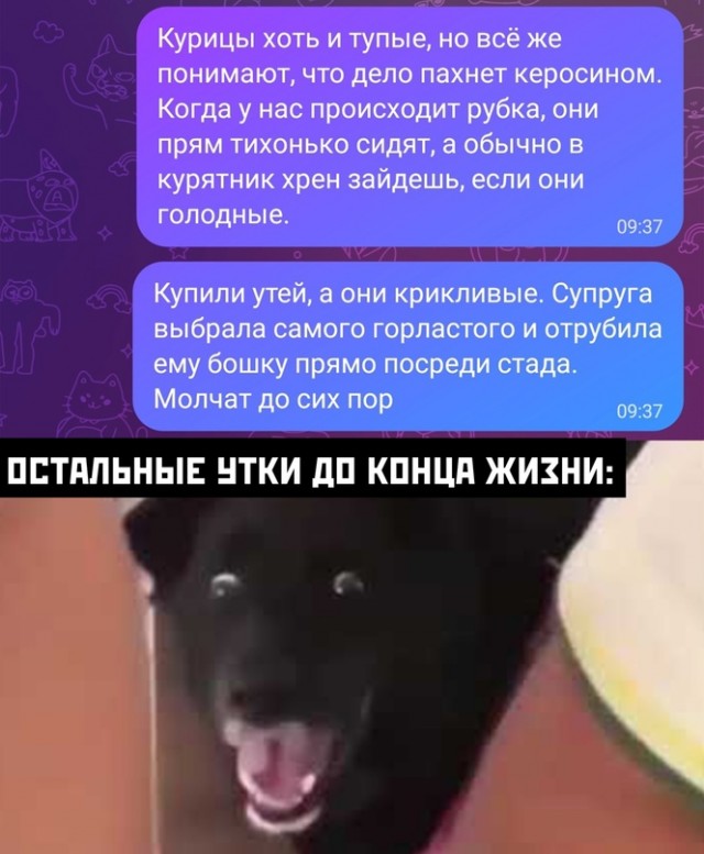 Весёлый полтишок 14.11