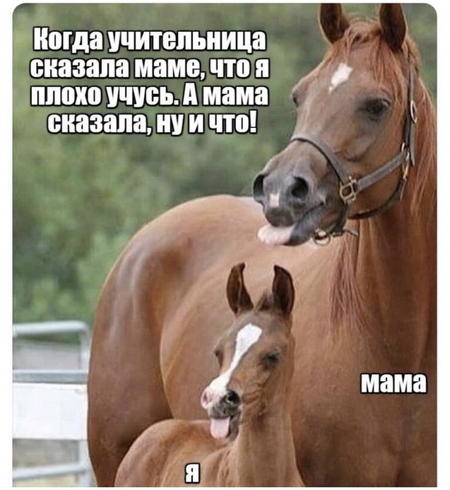 Весёлый полтишок 26.11