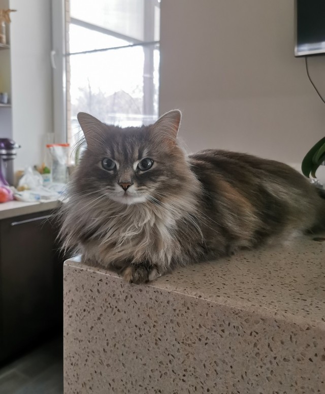 Котовторник вроде.