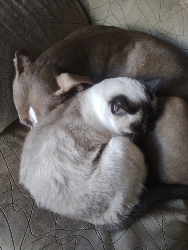 Как кошка с собакой