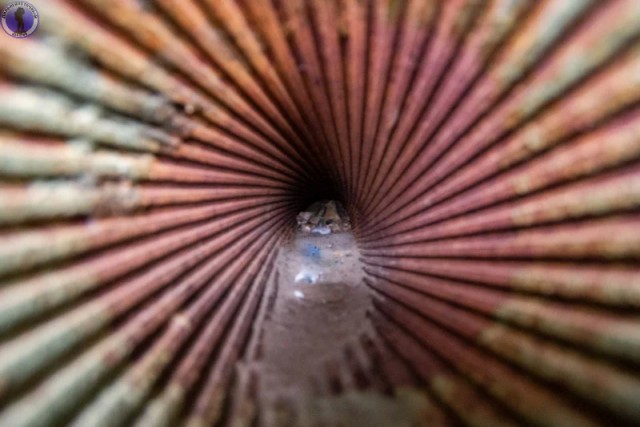 Заброшенный на Сахалине артиллерийский взвод танковых башен "Стародубское"