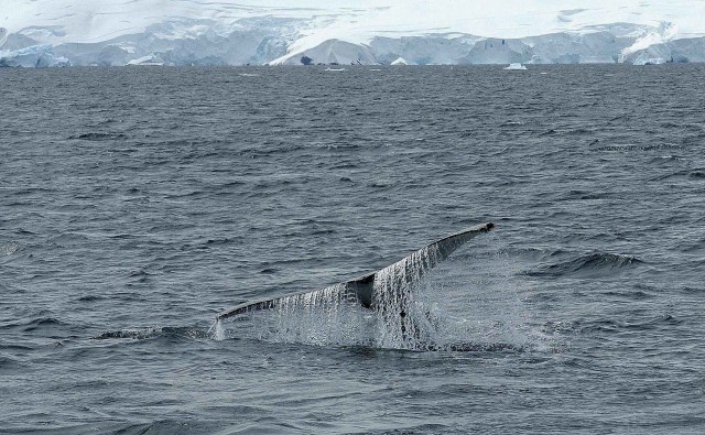 Северный ледовитый океан