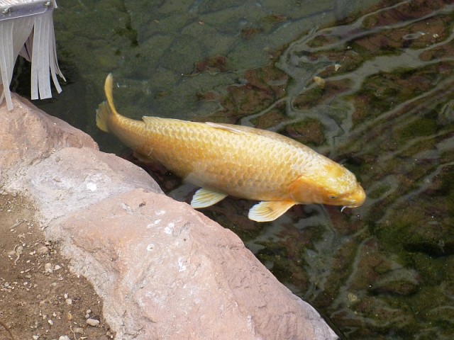 Деревенская Америка