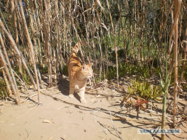 Котики Стамбула
