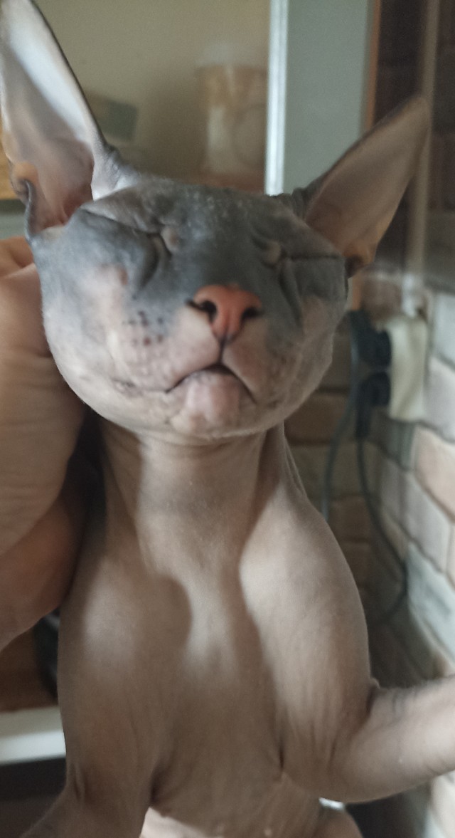 Котовторник