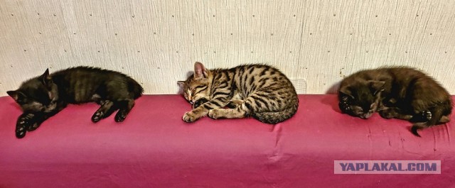 Подбирайте дворовых котят, из них получаются самые благодарные кошки