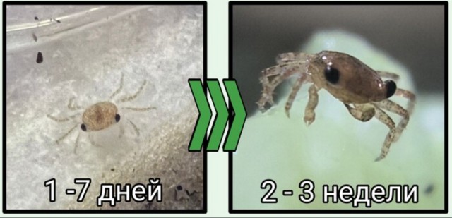 Крабик растёт!⁠⁠