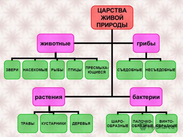 Кто продвигает это у нас?